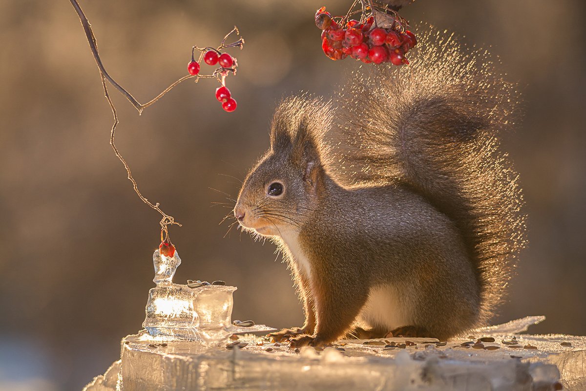 Герт Вегген