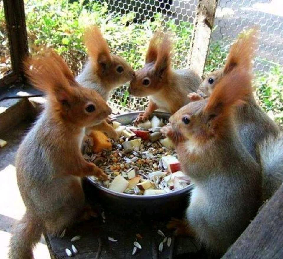 С добрым утром белки