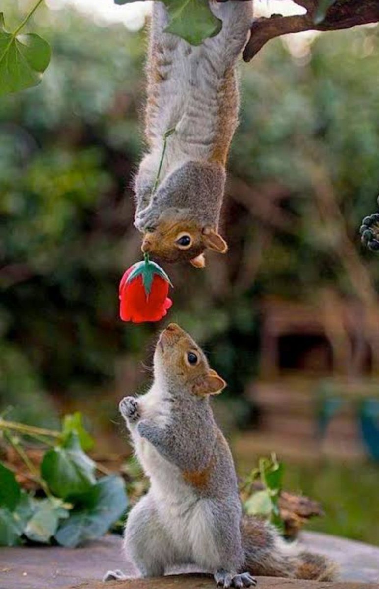 Белка привет