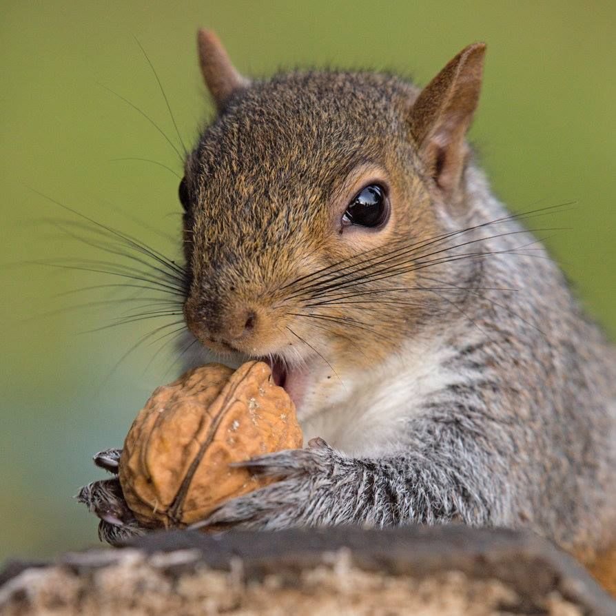 Белка ест фисташки