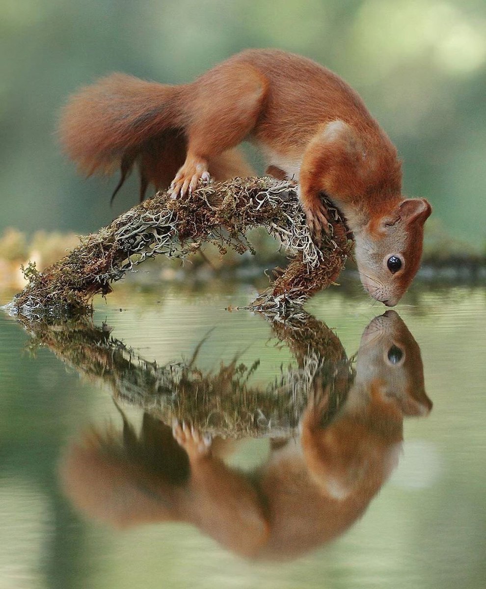 Декоративная белка