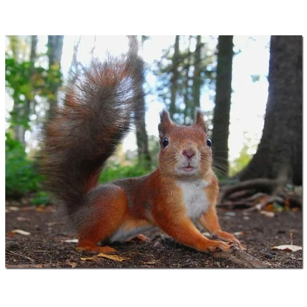 Белка на земле