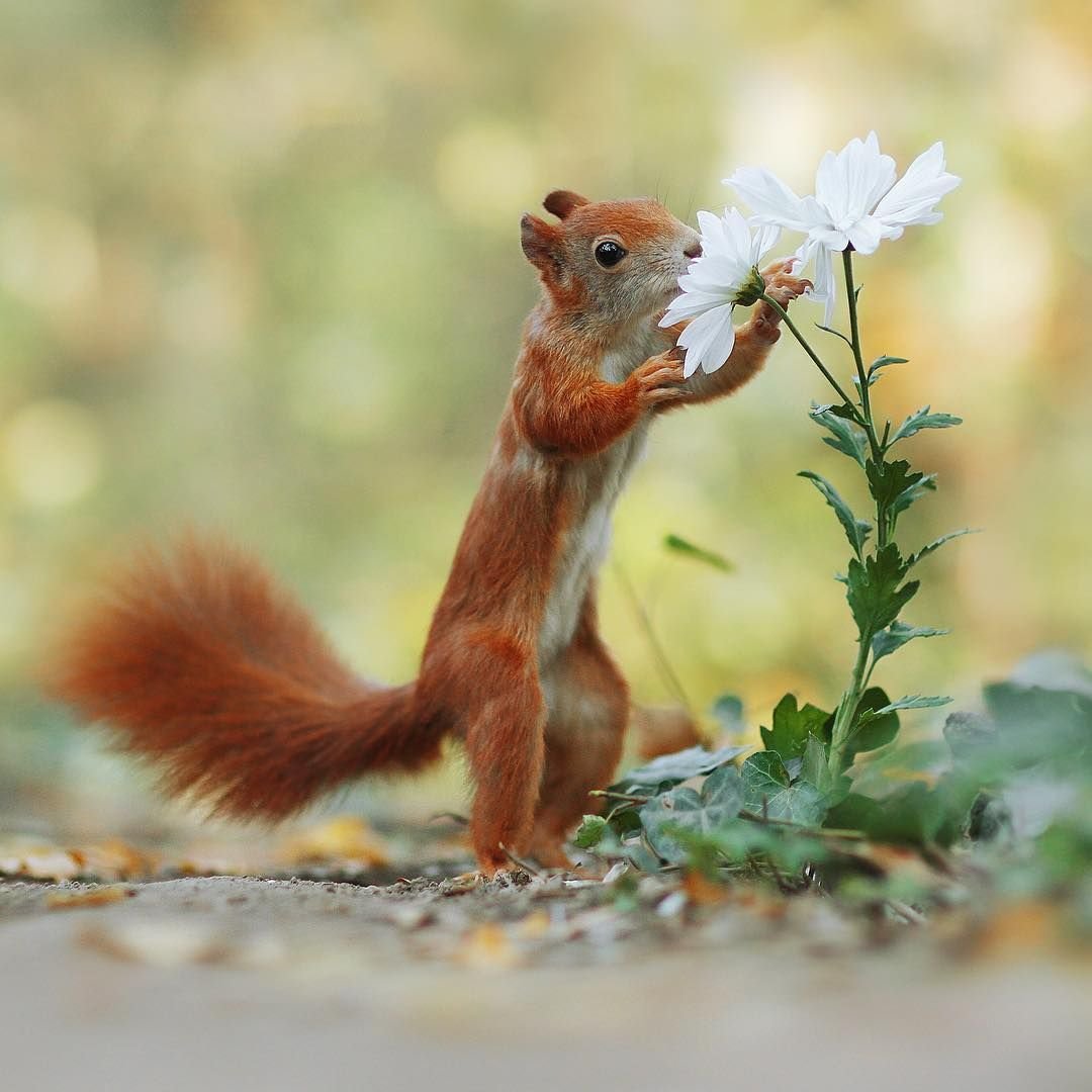 Джулиан рад - австралийский фотограф
