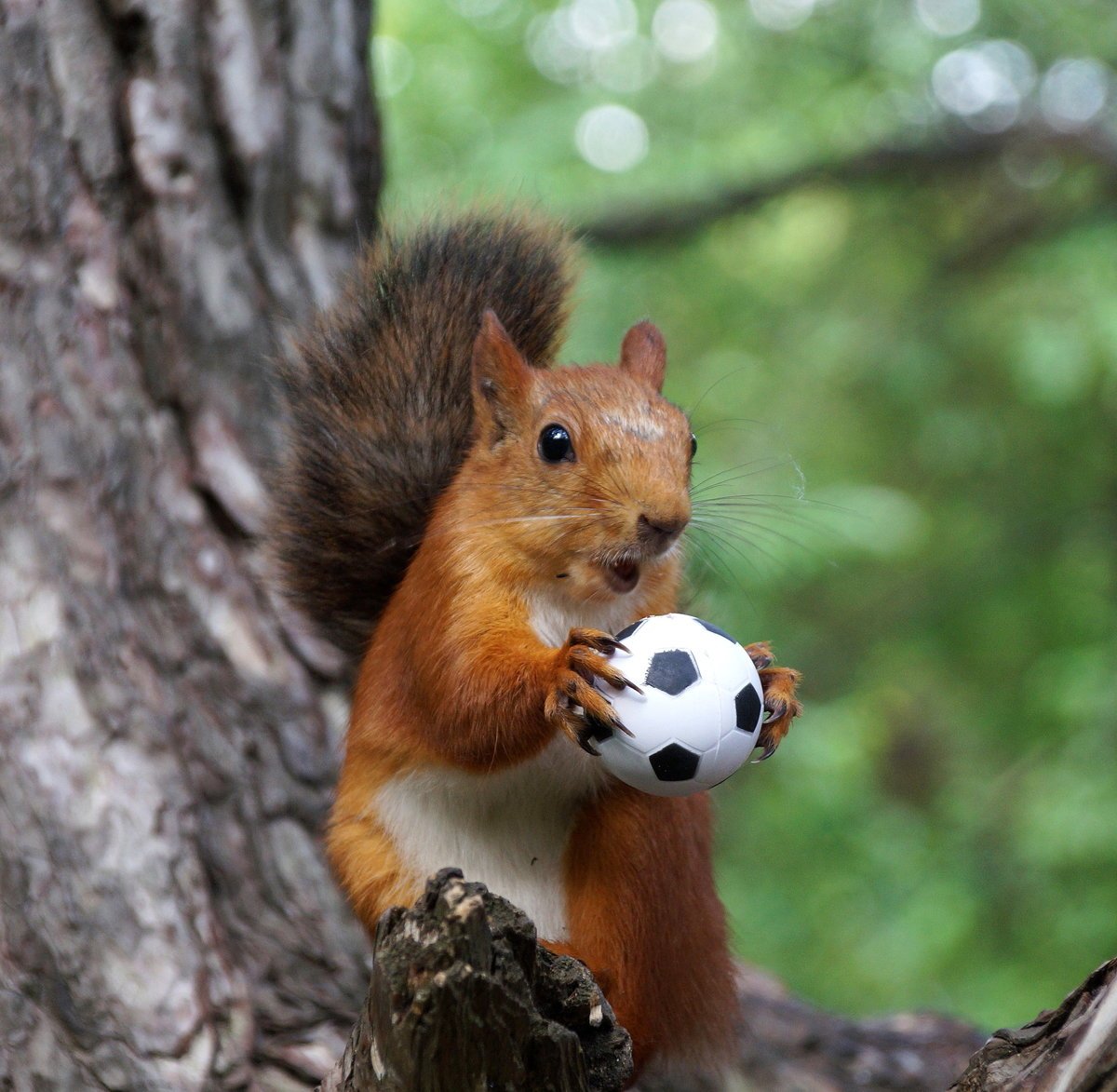 Маленькие бельчата