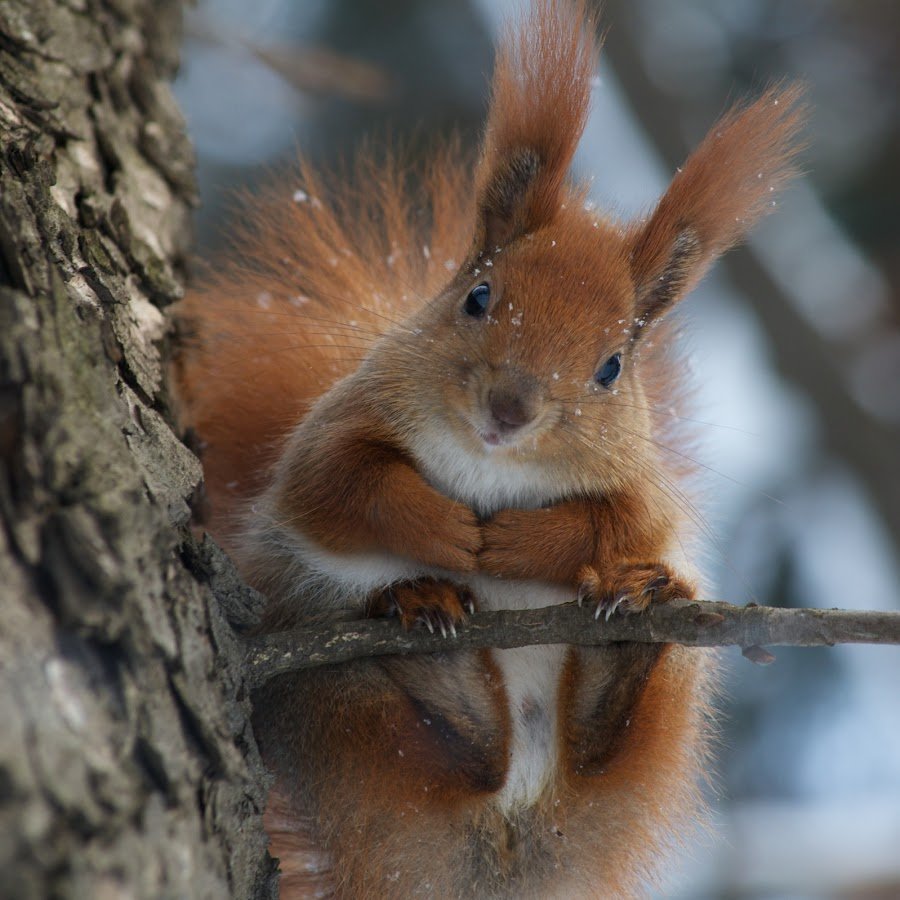 Белка Векша