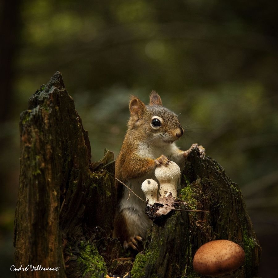 Смешные белки