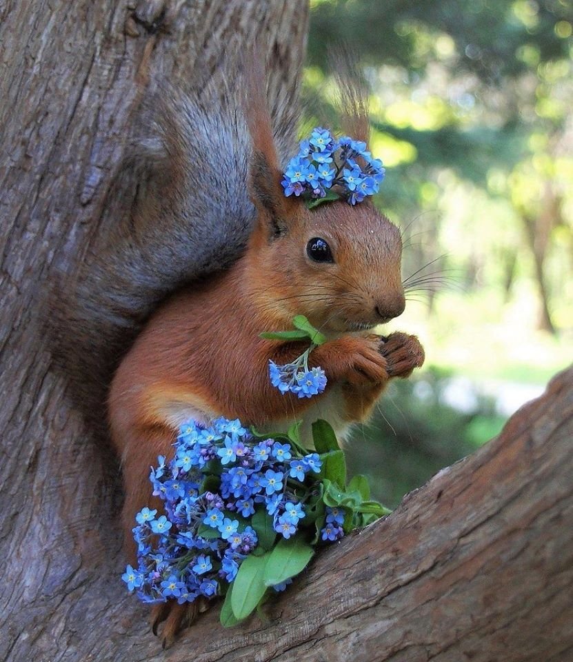 Белка с цветами