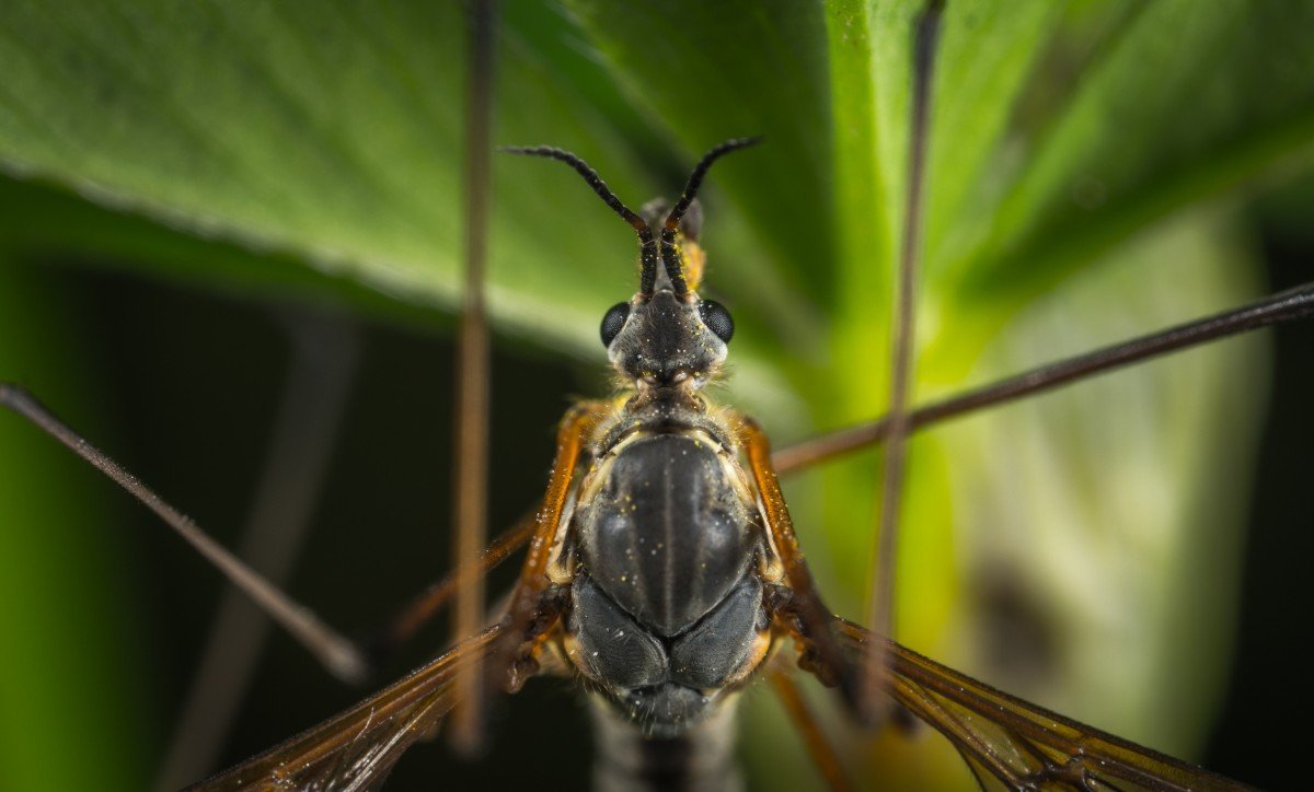 Крупные летающие насекомые