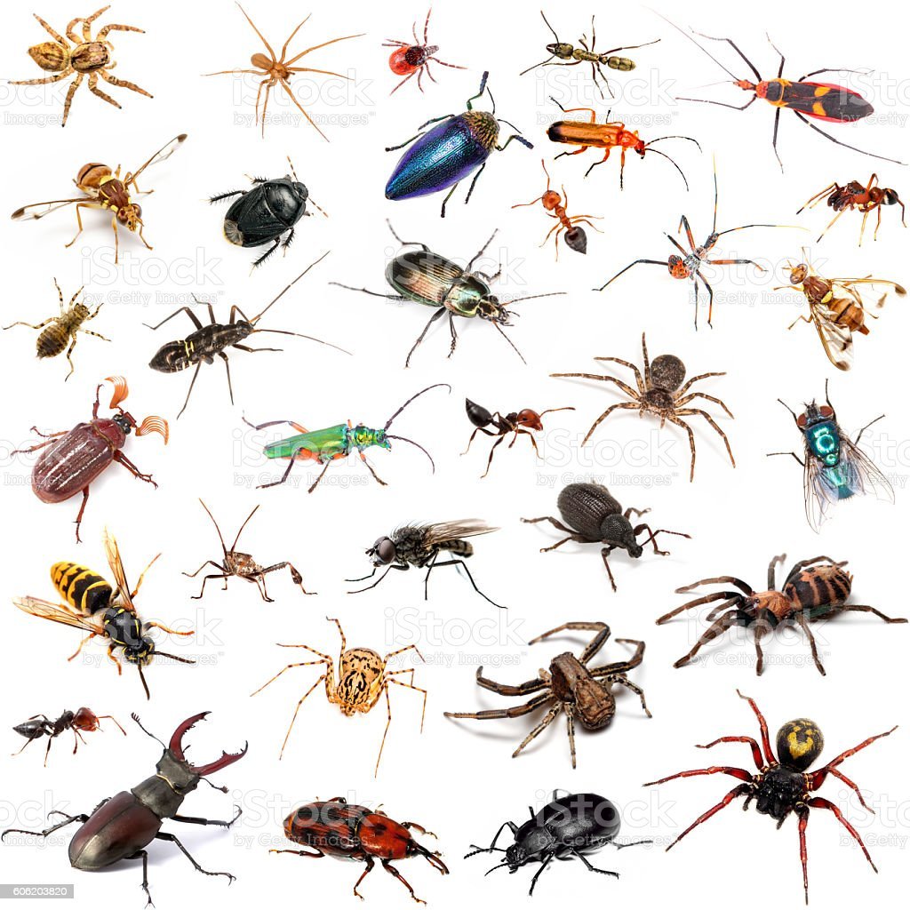 Насекомые на белом фоне