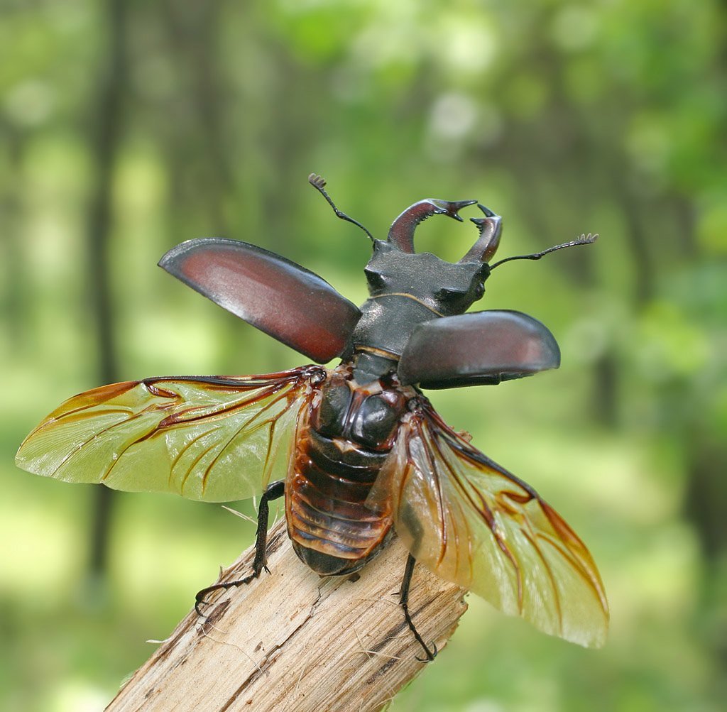 Жук Рогач Мюллер
