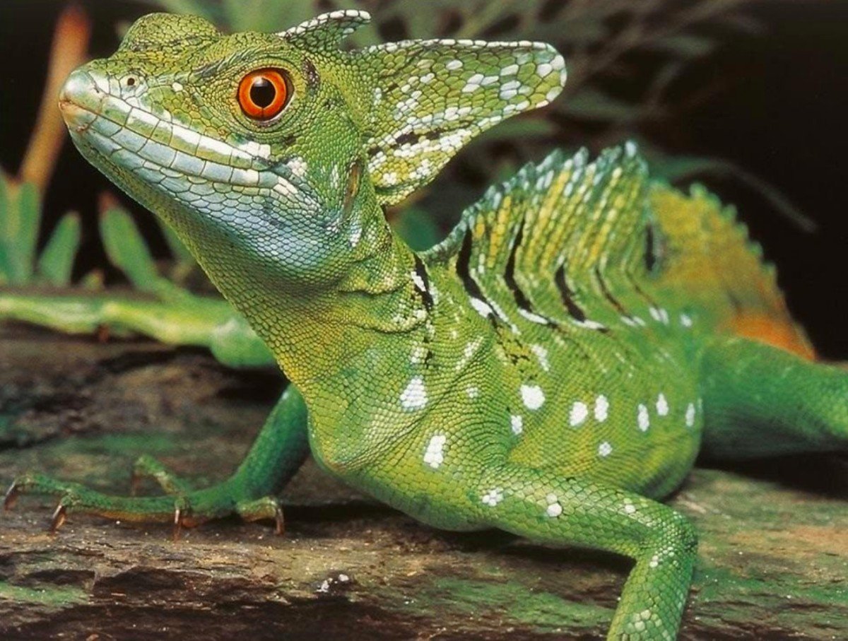 Мексиканский полосатый Василиск