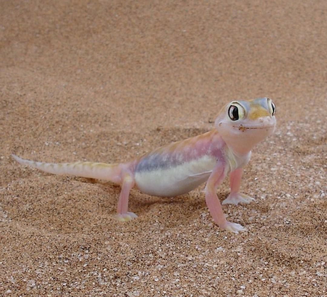 Pachydactylus rangei.
