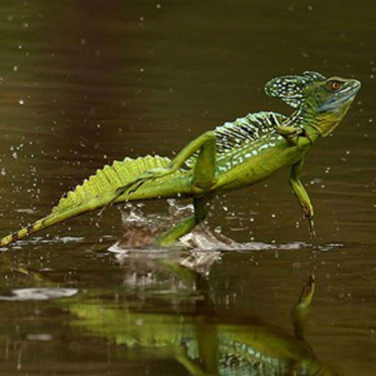 Ящерица бегает по воде название