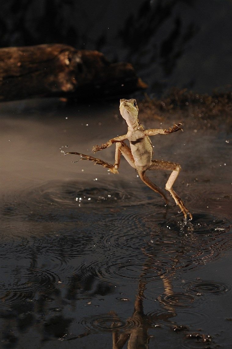 Шлемоносный Василиск бежит по воде