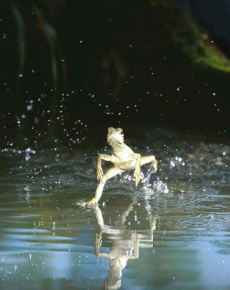 Ящерица бегающая по воде