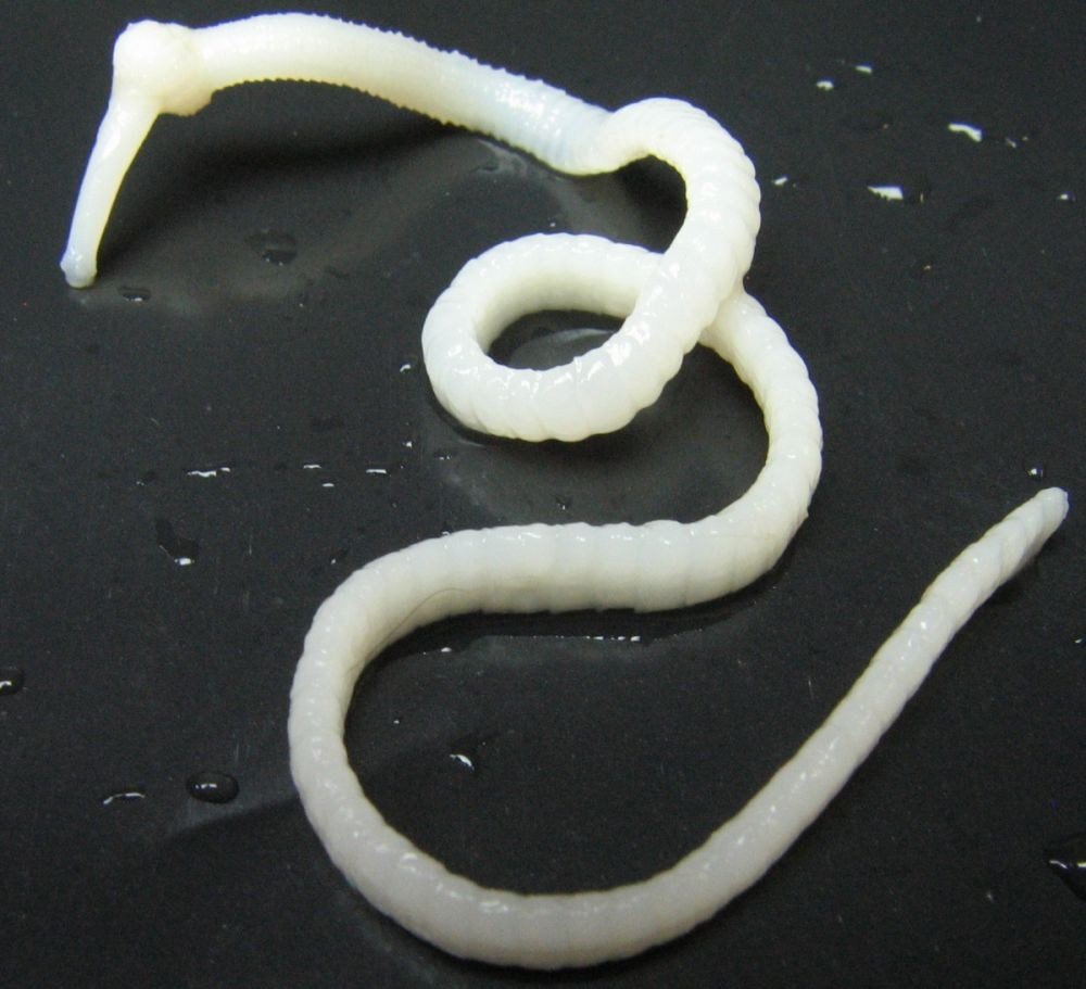 Кишечного паразита аскариды