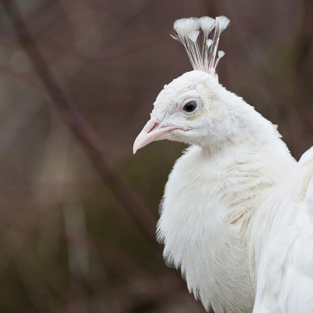 Крупная птица с хохолком на голове