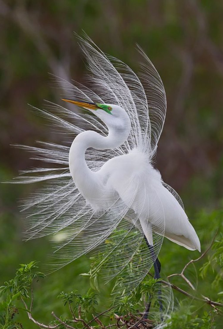 Белая цапля Телешов