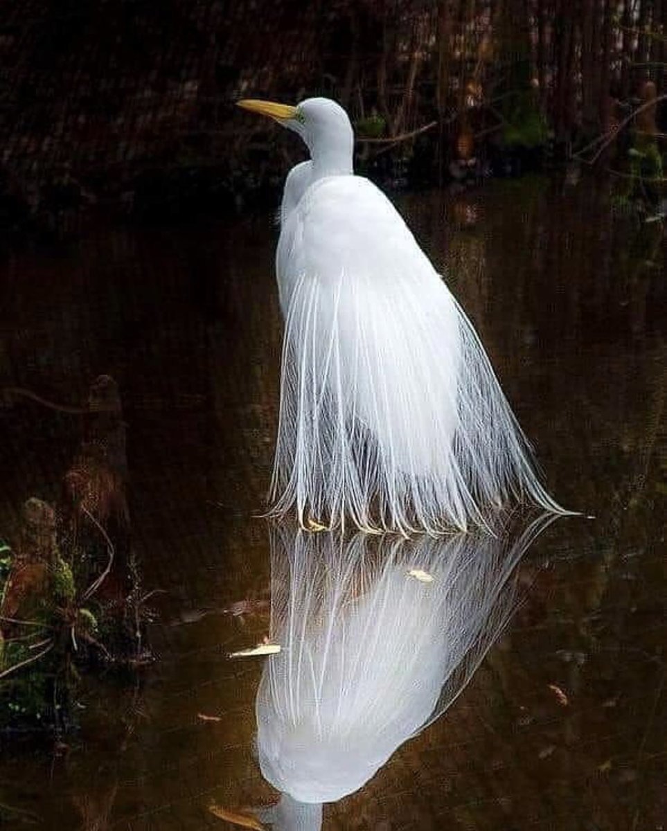 Большие белые птицы