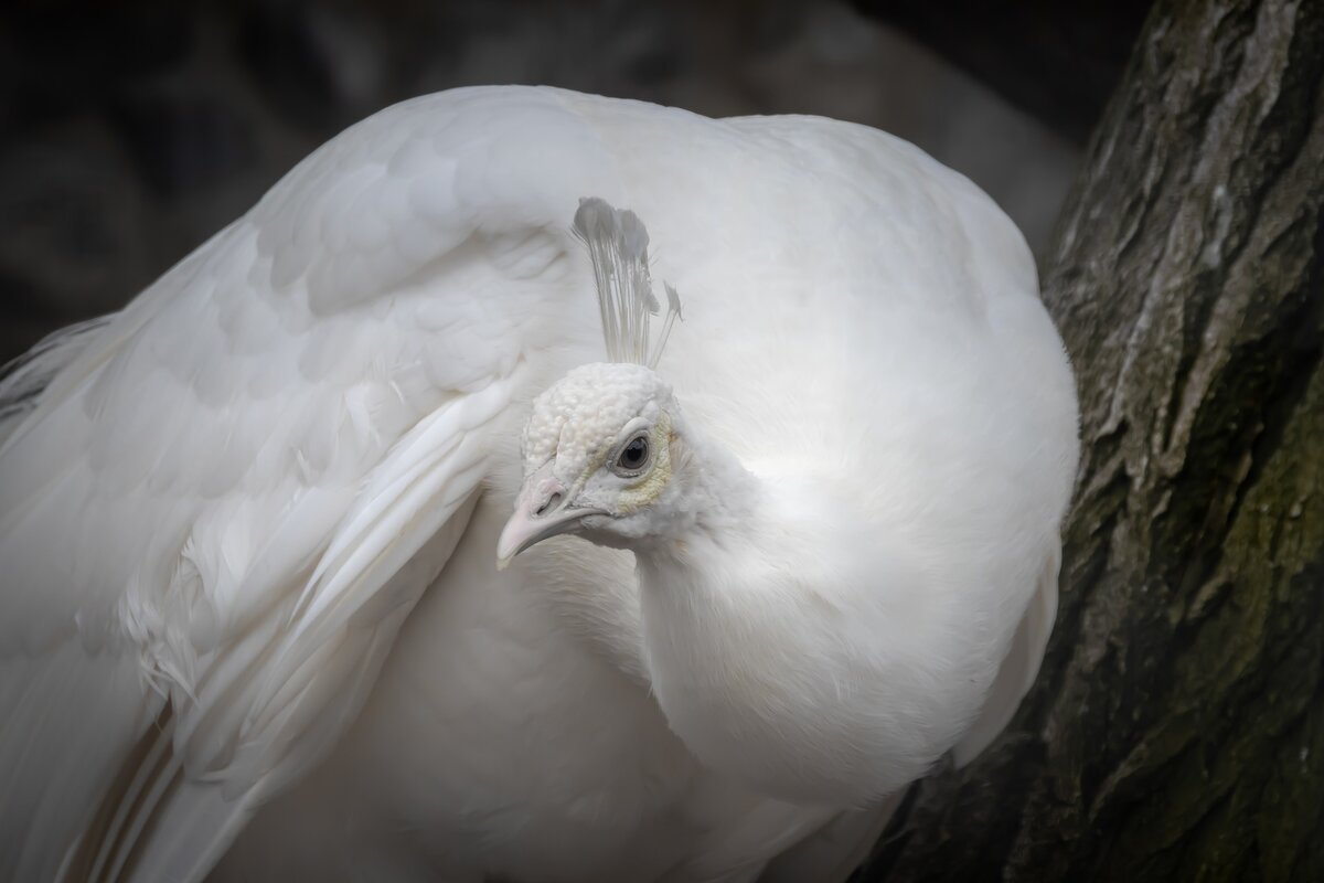 Редкие белые птицы