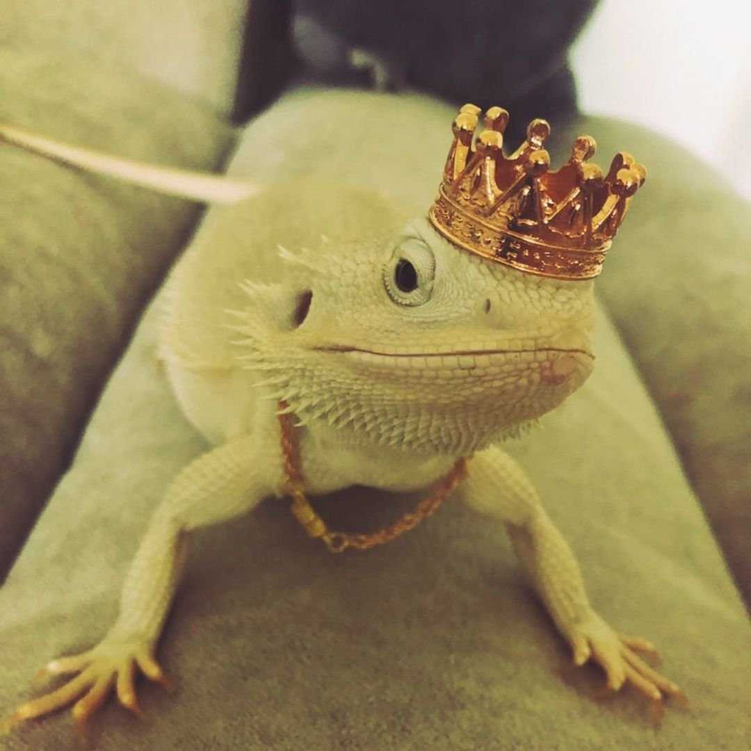 Ящерица с короной на голове