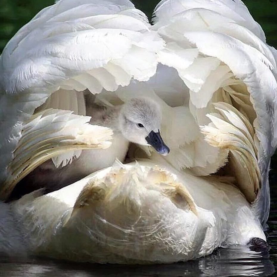 Лебедь везет лебедят