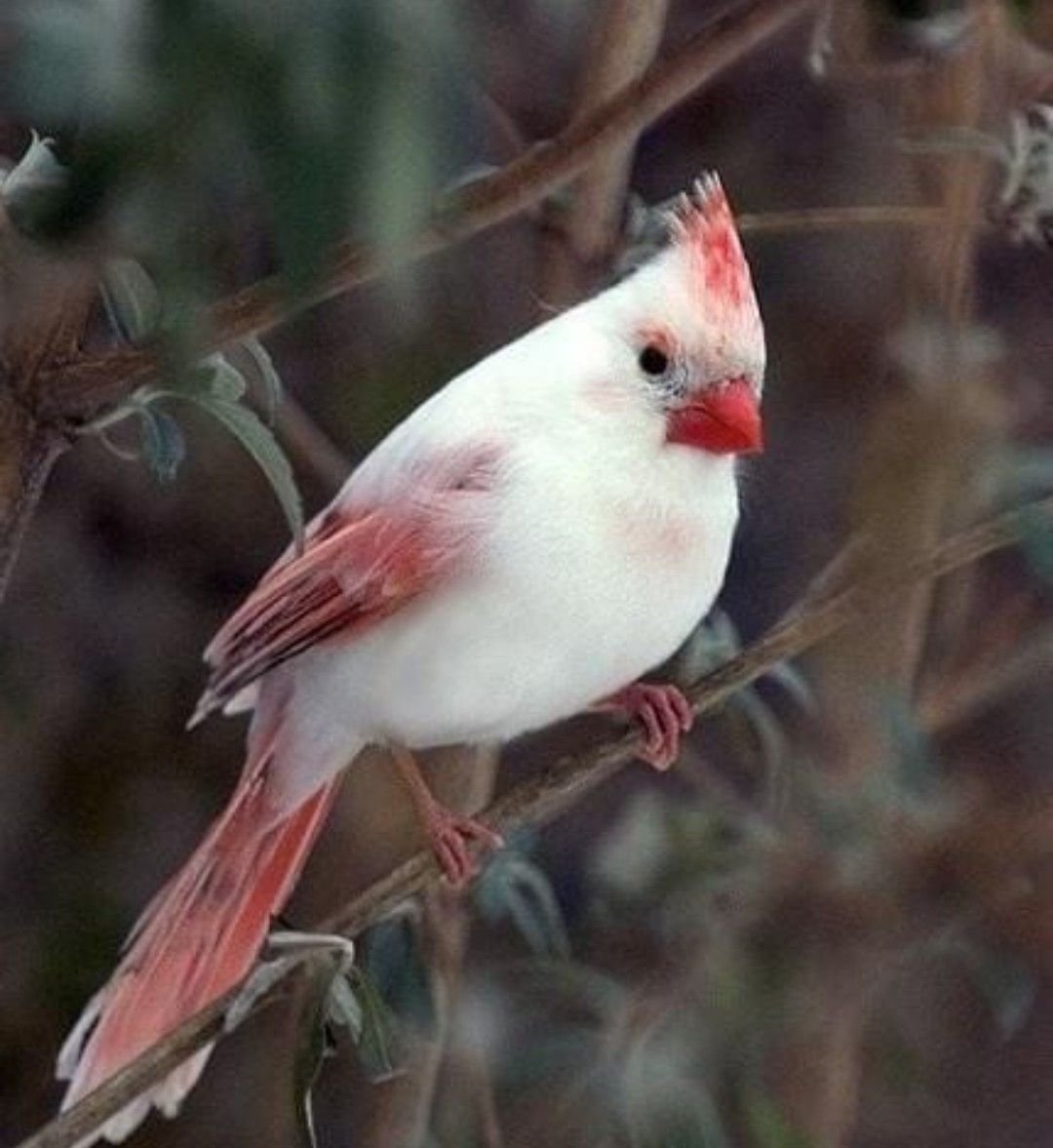 Кардинал альбинос птица