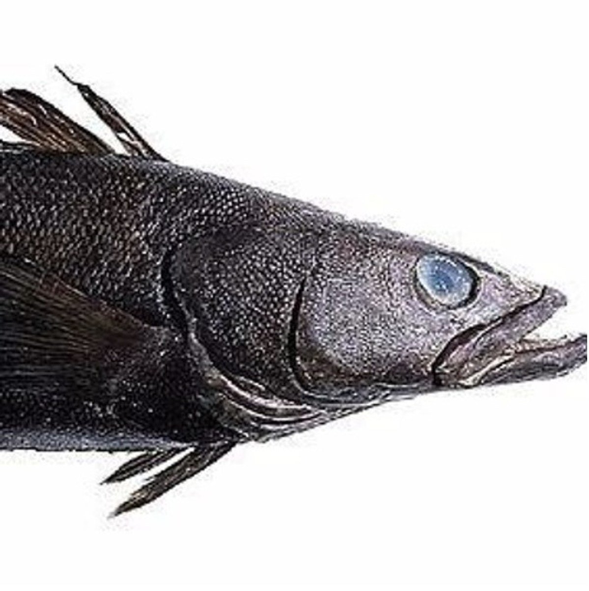 Как выглядит масляная рыба фото с головой