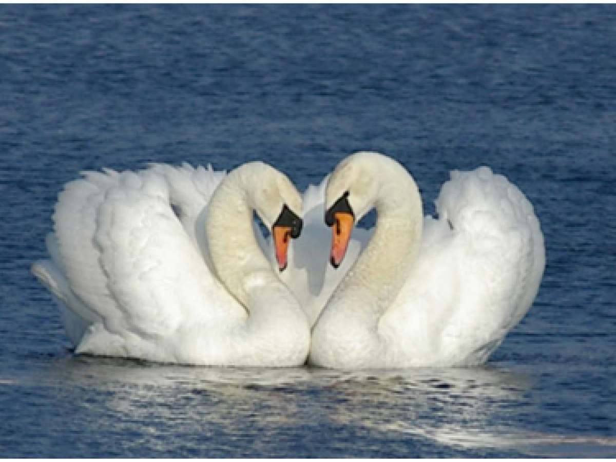 Пара лебедей. Два лебедя. Лебеди символ любви. Символ любви и верности.