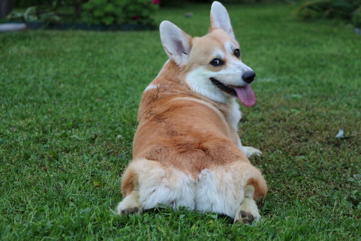 Вельш корги овчарка