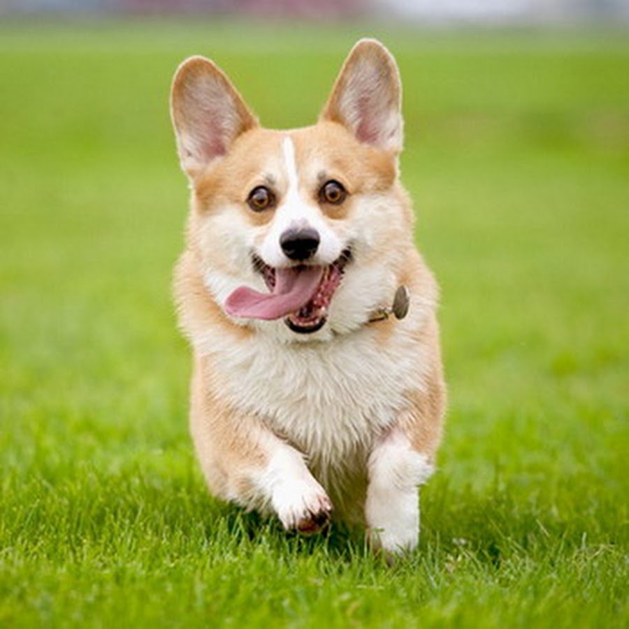 Кордик вельш-корги