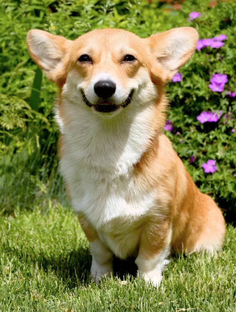 Вельш корги пемброк