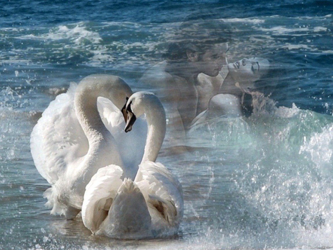 Счастье и верность. Пара лебедей. Любовь и лебеди. Белый лебедь. Влюбленные лебеди.