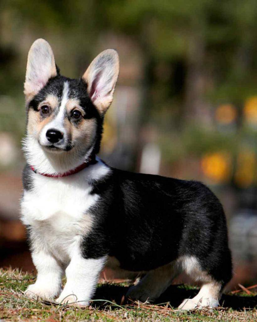 Собаки породы вельш корги пемброк