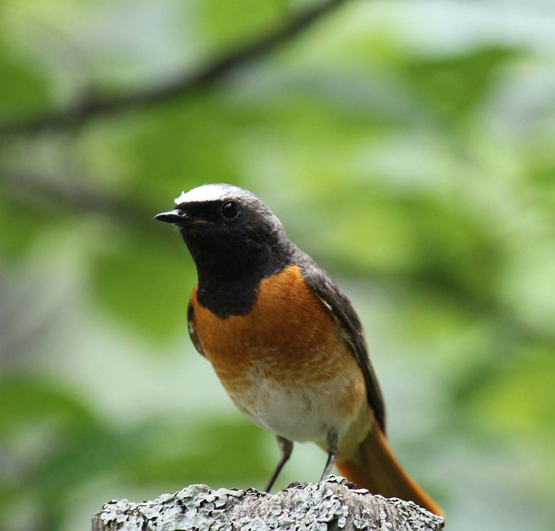 Певчие птицы Южного Урала