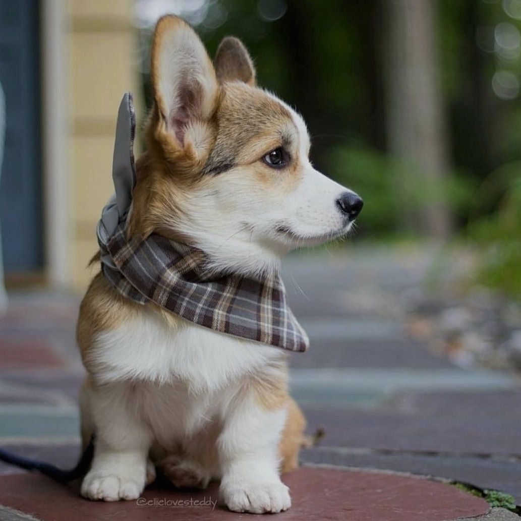 Вельш корги пемброк