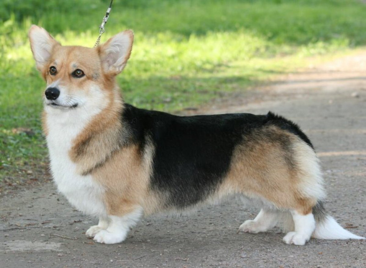 Вельш корги пемброк черный