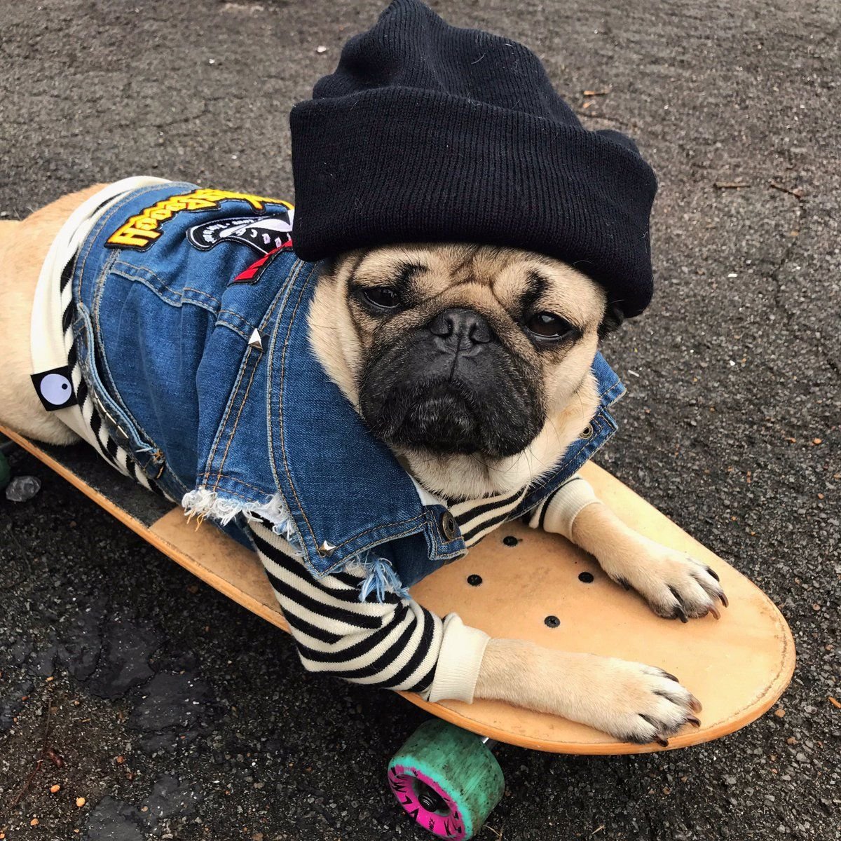 Мопс на скейте