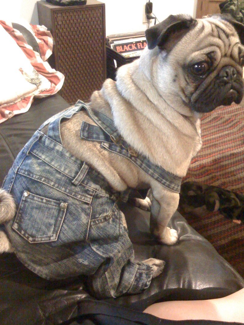 Мопс в платье