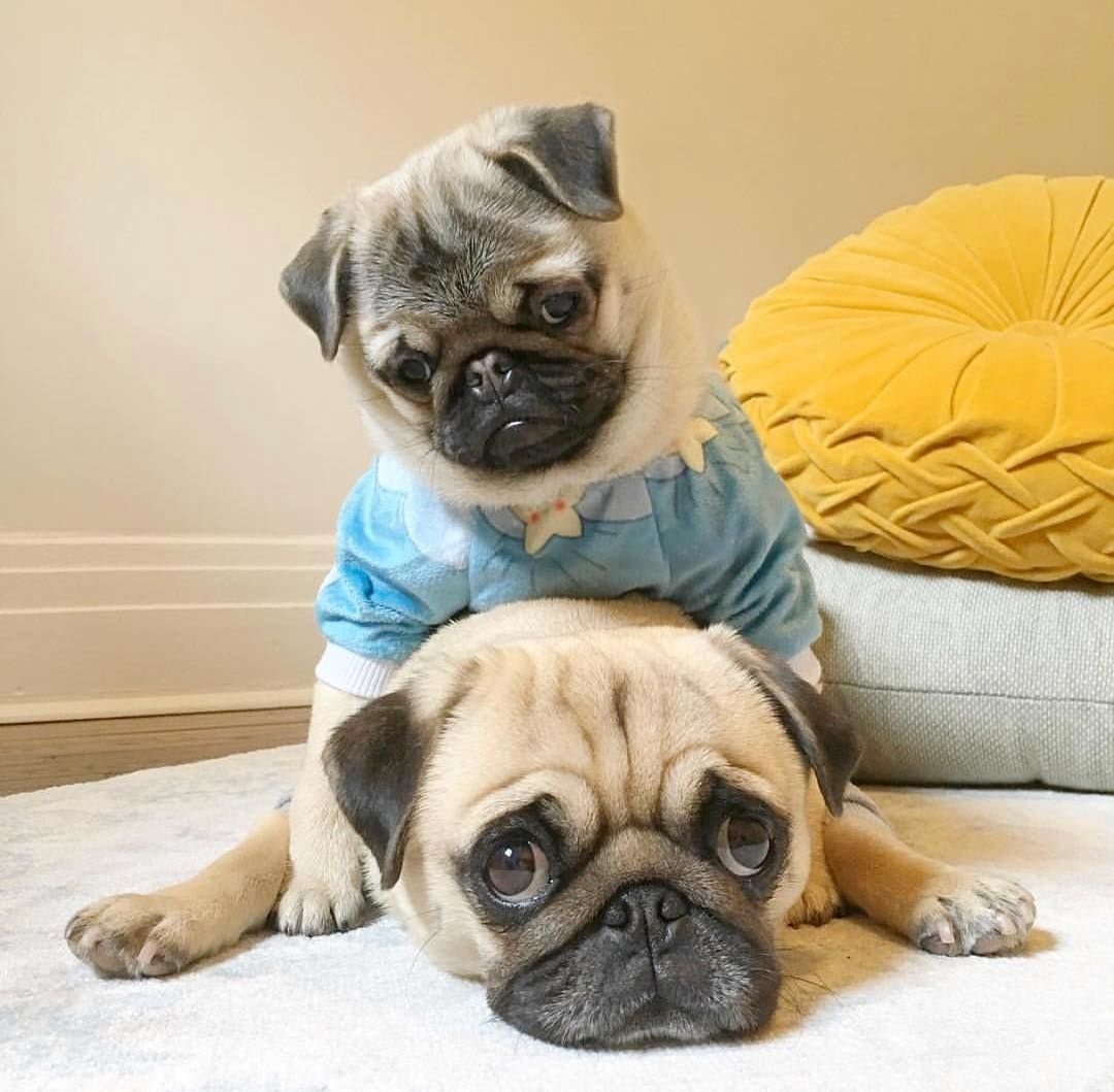 Мопс очкодёр