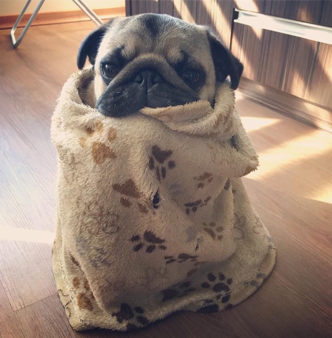 Обиженный мопсик