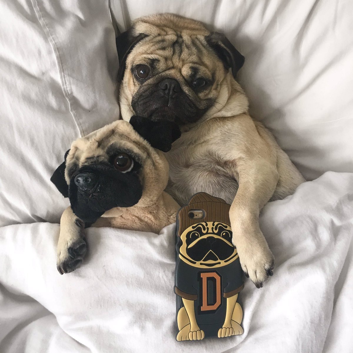 Американский Мопс