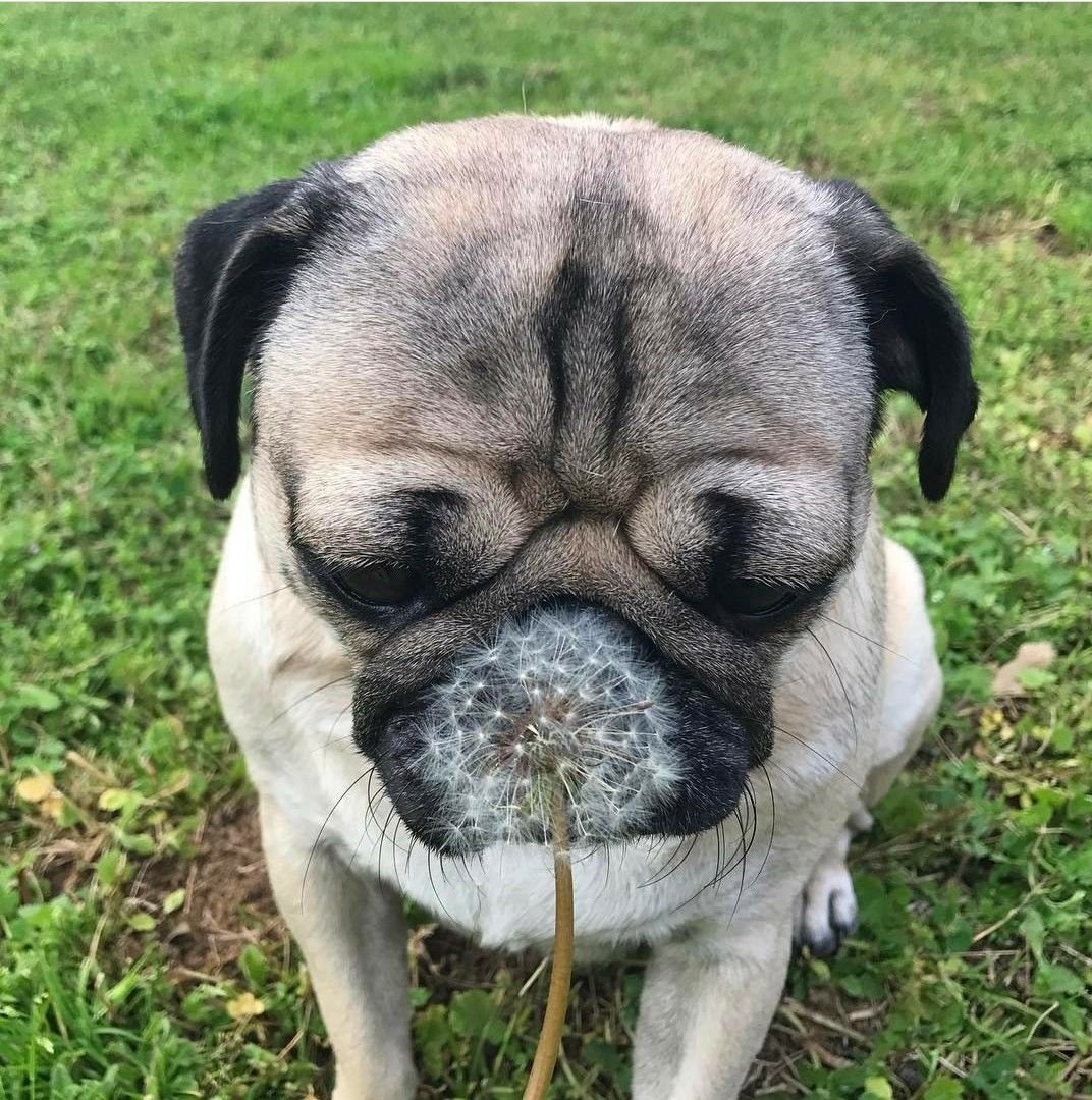 Готический Мопс