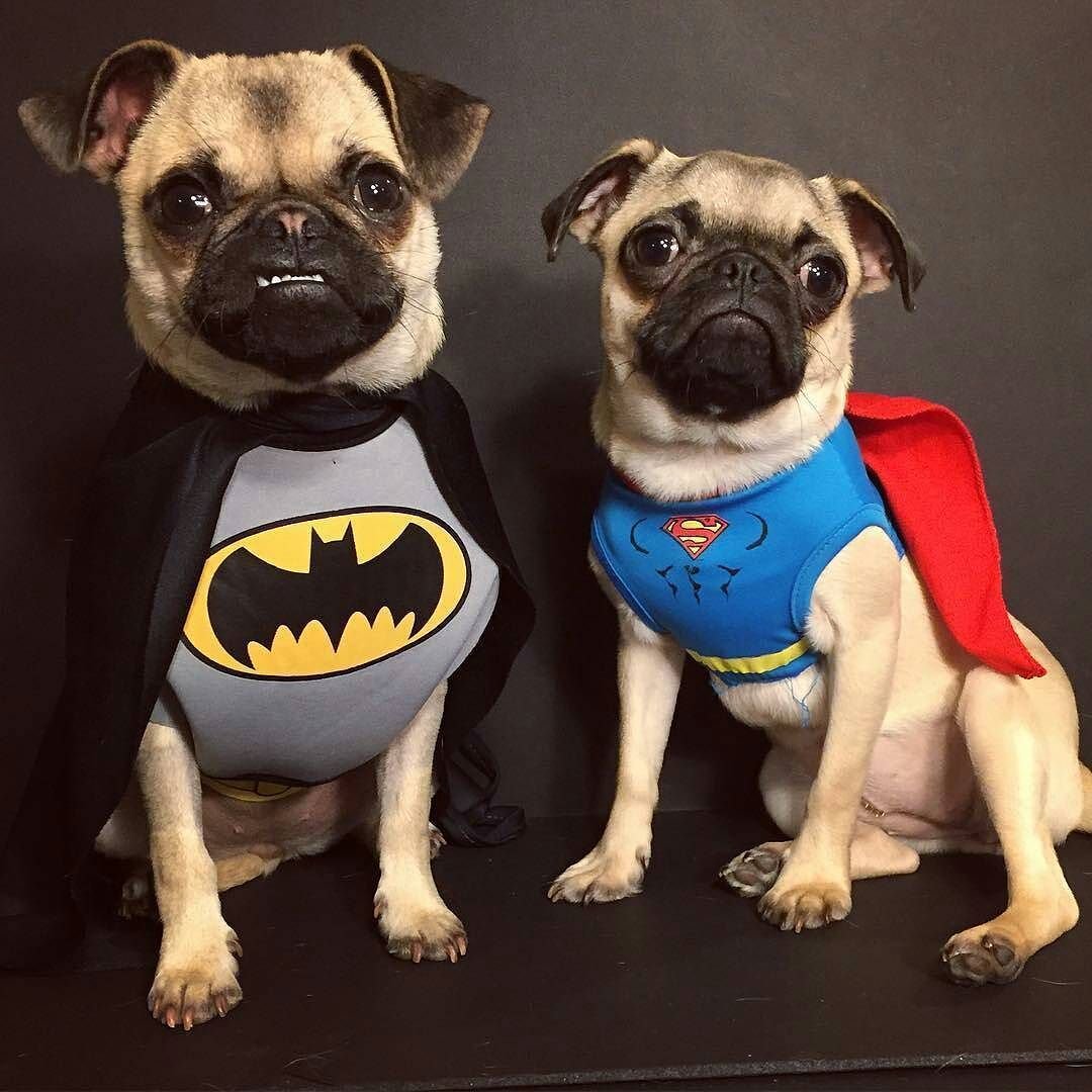 Мопс в костюме