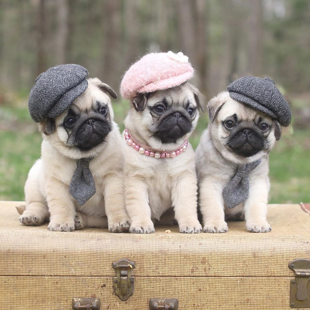 Пушистый Мопс