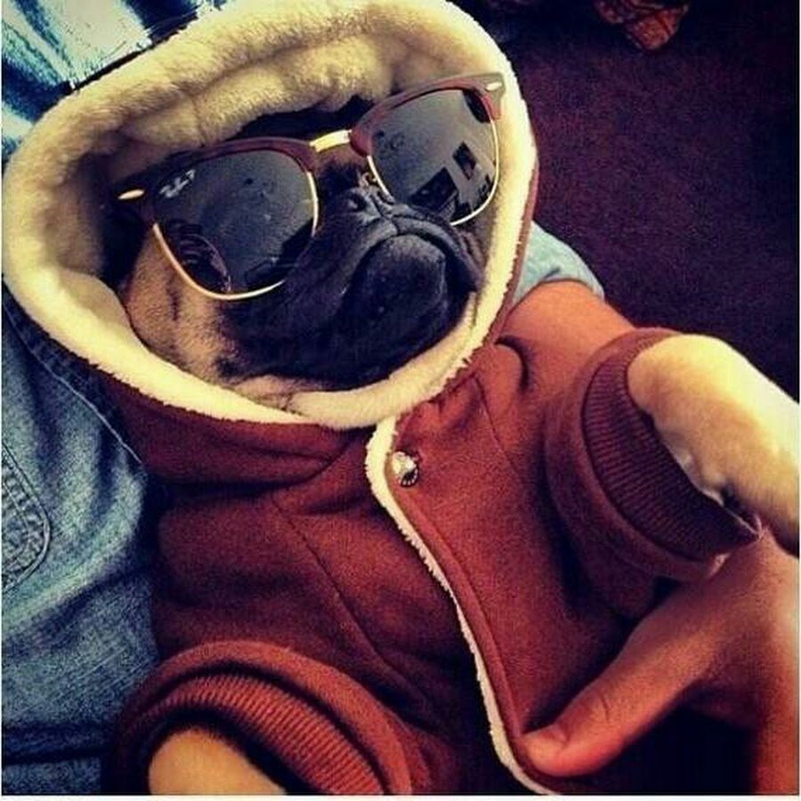 Смешные картинки на аву