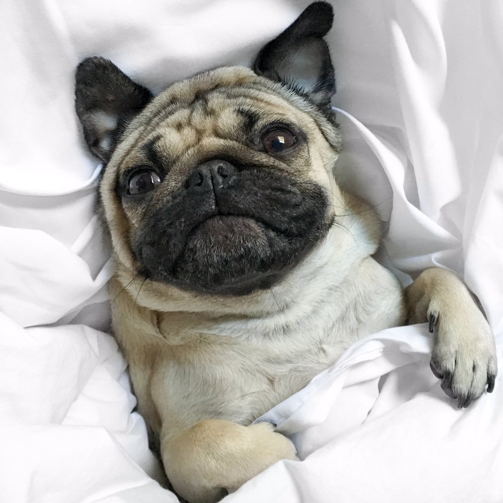 Чубася Мопс