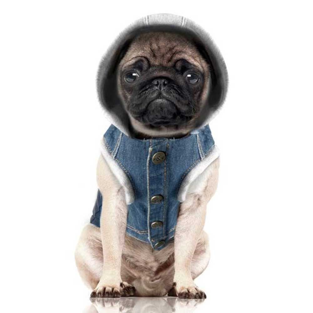 Мопс в джинсах