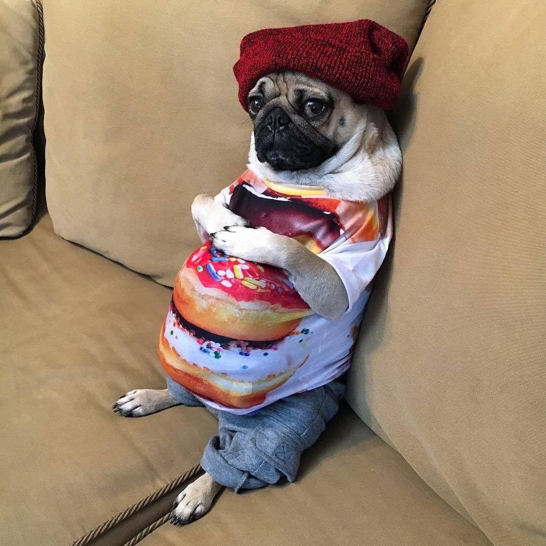 Мопс в арбузе