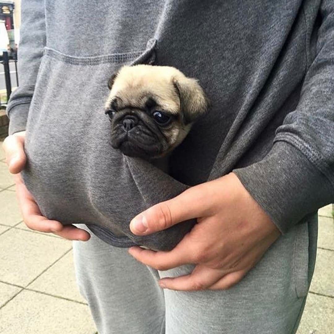 Карликовый Мопс короткошерстный